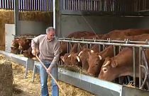 Menos antibióticos para el ganado europeo