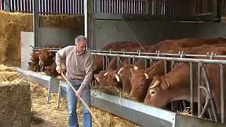 EU-Parlament fördert Antibiotika-freie Viehzucht