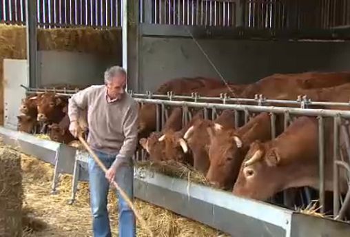 UE limita utilização de antibióticos na agropecuária