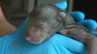 A Singapore zoo is trying to secure the survival of two baby sloth bears