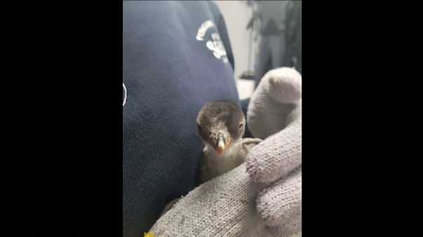 Homo-Pinguine Magic und Sphen umsorgen ihren Nachwuchs Homo-Pinguine Magic und Sphen umsorgen ihren Nachwuchs