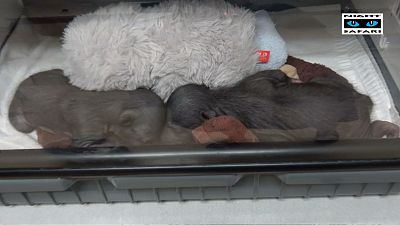 Crias de urso-preguiça recém nascidas retiradas à mãe