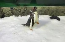Δύο μπαμπάδες πιγκουίνοι με ένα μωρό