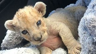 Lion cub discovered in French garage