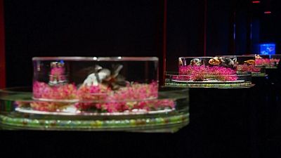 نمایشگاه تنگ ماهی قرمز؛ وقتی تاریخ و هنر تلفیق می‌شوند