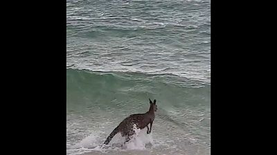 Watch : Police save drowning kangaroo in Rosebud, Victoria
