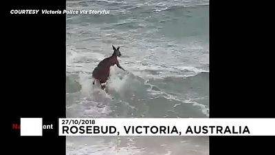 Kengurut mentettek a tengerből