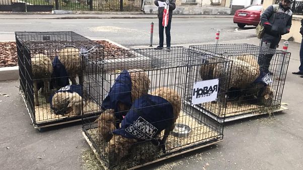 К редакции "Новой газеты" подбросили клетки с живыми овцами К редакции "Новой газеты" подбросили клетки с живыми овцами