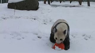 Pandas schlagen Purzelbäume im Schnee