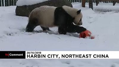 Pandashow Kínában