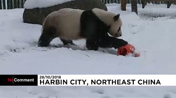 Pandashow Kínában Pandashow Kínában