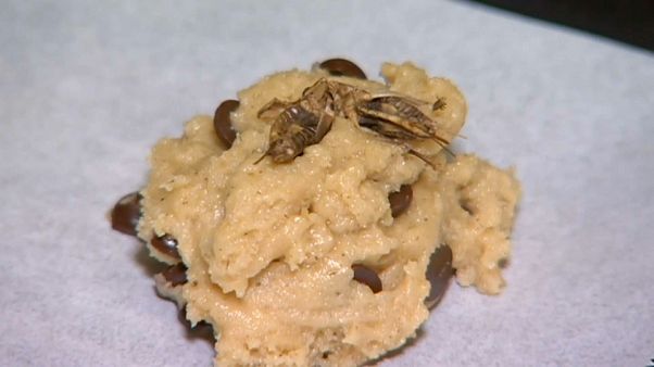 Choc bug cookies and worm nachos on Australian school menu Choc bug cookies and worm nachos on Australian school menu