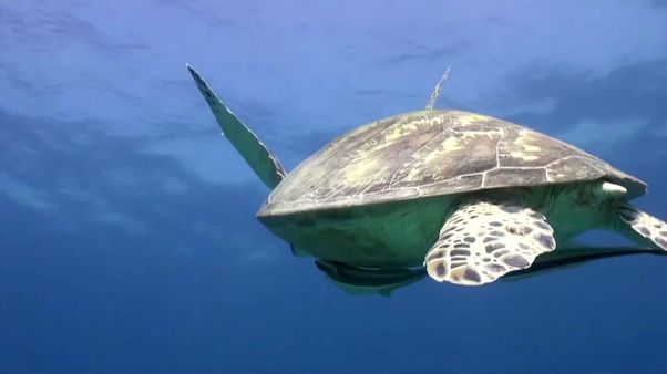 Animali selvatici diminuiti del 60% a causa dell'uomo Animali selvatici diminuiti del 60% a causa dell'uomo