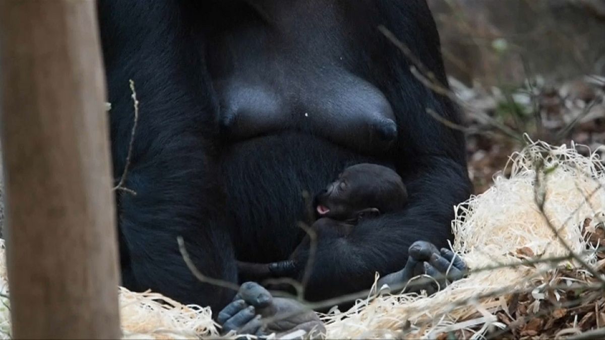 Nasceu um gorila no zoo de Beauval