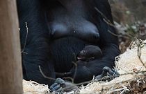Nasceu um gorila no zoo de Beauval