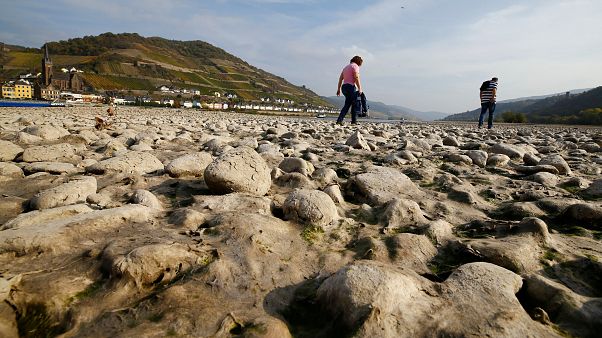 Niedrigwasser am Rhein: Wasserstand sinkt weiter. Hitzewelle hält an Niedrigwasser am Rhein: Wasserstand sinkt weiter. Hitzewelle hält an