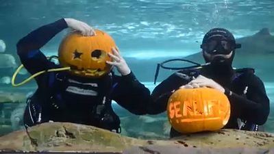 Sydney divers carve Halloween pumpkins underwater