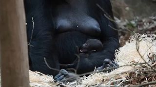 Gorillabébivel gyarapodott a világ egyik legszebb állatkertje