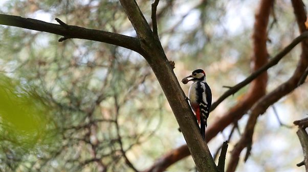 Le WWF réclame un "grand accord pour la nature" Le WWF réclame un "grand accord pour la nature"