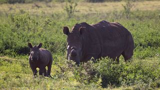 Η WWF εκπέμπει SOS για τα άγρια ζώα και τη φύση