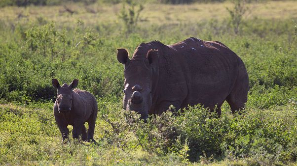 Η WWF εκπέμπει SOS για τα άγρια ζώα και τη φύση Η WWF εκπέμπει SOS για τα άγρια ζώα και τη φύση