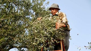 Brüksel ile Londra'nın ayrılık müzakereleri Kıbrıslı çiftçileri endişelendiriyor