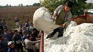 اربکستان؛ برکناری معاون نخست وزیر به دلیل بد رفتاری با کشاورزان مزارع پنبه