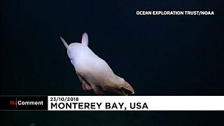 Watch : Rare 'Dumbo' octopus seen in California deep-sea dive