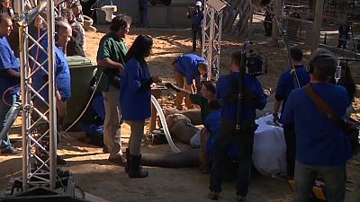 Opération chirurgicale délicate au zoo de Tbilissi
