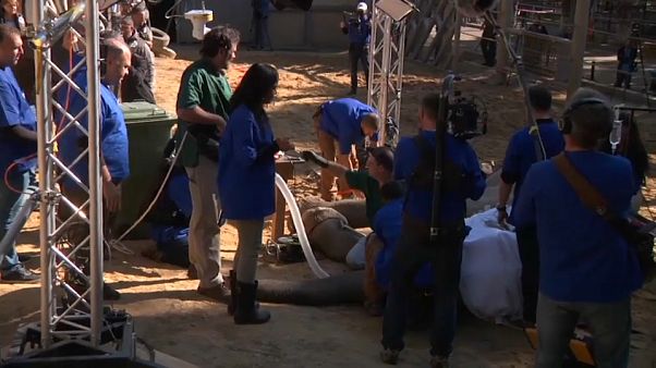 Opération chirurgicale délicate au zoo de Tbilissi Opération chirurgicale délicate au zoo de Tbilissi