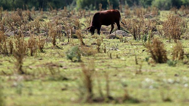 Kaza yaptı, 6 gün yaşam mücadelesi verdi, kaçan inek sayesinde bulundu Kaza yaptı, 6 gün yaşam mücadelesi verdi, kaçan inek sayesinde bulundu