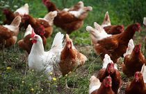 Kein Huhn muss sterben: US-Firma züchtet Chicken-Wings im Labor
