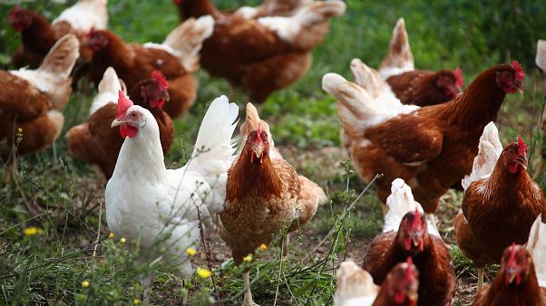 Kein Huhn muss sterben: US-Firma züchtet Chicken-Wings im Labor Kein Huhn muss sterben: US-Firma züchtet Chicken-Wings im Labor