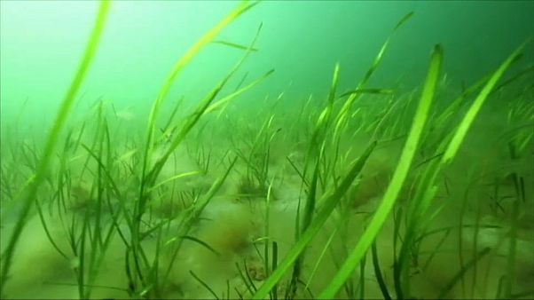 Seegras soll Wellen die Kraft nehmen Seegras soll Wellen die Kraft nehmen