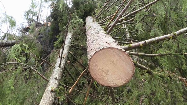 Maltempo: distrutta la foresta degli Stradivari Maltempo: distrutta la foresta degli Stradivari