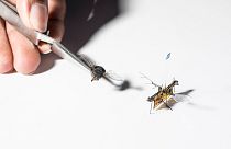 Dünyanın sinek boyutunda ilk kablosuz uçan robotu