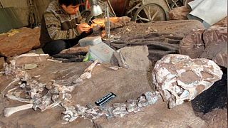 Arjantin'de 110 milyon yıl öncesine ait dinozor fosilleri bulundu