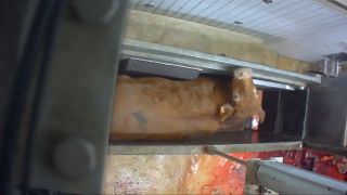 Animais esquartejados vivos e conscientes num matadouro francês