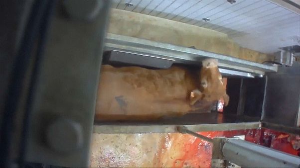 Rejtettkamerás felvételek miatt zártak be egy francia vágóhidat Rejtettkamerás felvételek miatt zártak be egy francia vágóhidat