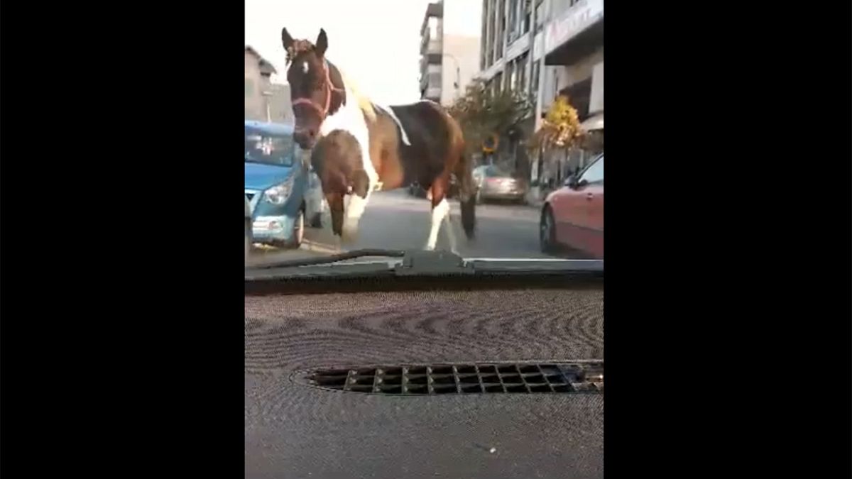 Θεσσαλονίκη: Άλογο ...βγήκε βόλτα στο κέντρο της πόλης - BINTEO