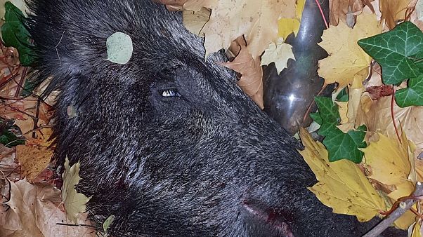 Metzger (80) tötet Wildschwein auf Parkplatz in Berlin Metzger (80) tötet Wildschwein auf Parkplatz in Berlin