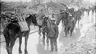 Horses carry munitions for Candian soldiers in France, April 2017.