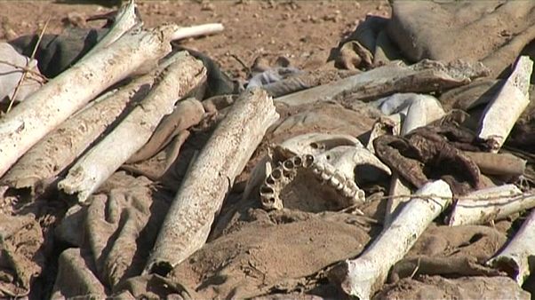 Grausiges Erbe der IS-Miliz: Mehr als 200 Massengräber Grausiges Erbe der IS-Miliz: Mehr als 200 Massengräber