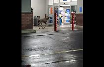 Un ciervo se cuela en un Walmart de Pensilvania