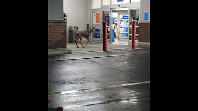 Cervo "vai às compras no Walmart"