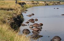 Botswana: 400 Büffel im Fluss Chobe ertrunken