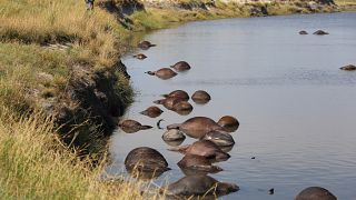 Botswana: 400 Büffel im Fluss Chobe ertrunken