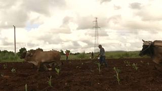 El sector agrícola de EEUU pide a Trump que levante el embargo a Cuba