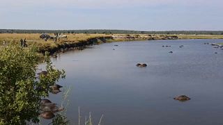 شاهد: غرق أكثر من 400 جاموس في بوتسوانا
