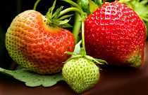 Erdbeeren aus Deutschland im November 2018